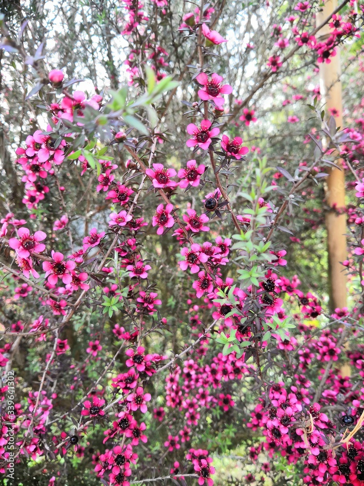 Leptospermum scoparium in the botanical garden of Batumi Leptospermum scoparium in the botanical garden of Batumi
