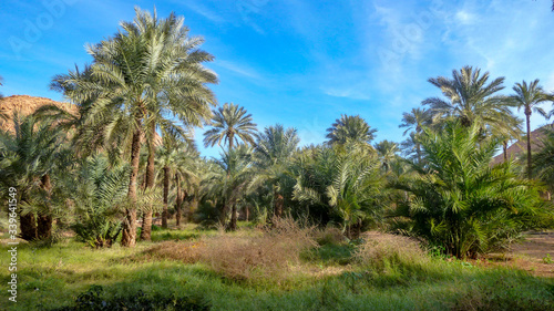 Palm trees in the Ghardaïa Oasis