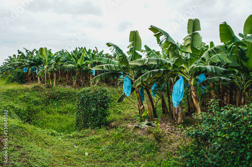 Banana plantations in Costa Rica