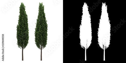 Left view of tree (Quercus Robur Fastigiata) png with alpha channel to cutout 3D rendering