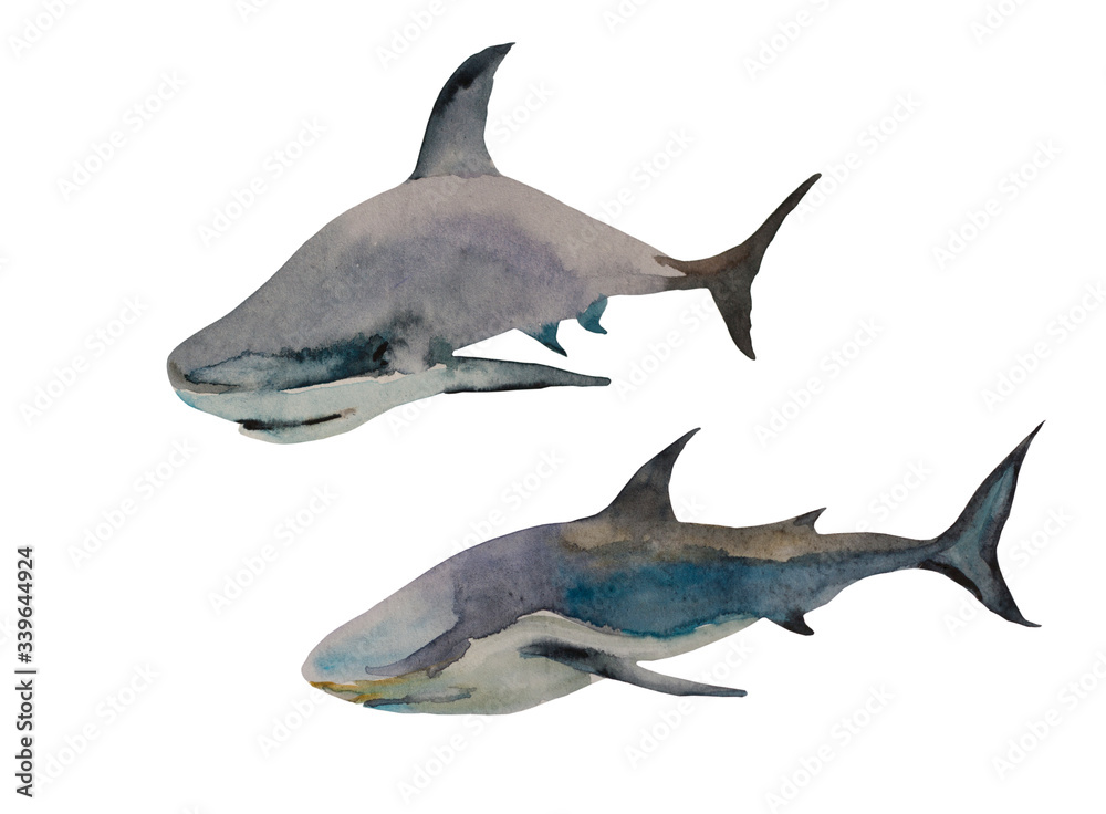 Fototapeta premium Watercolor of two sharks in different poses. Original hand painted art isolated on white background