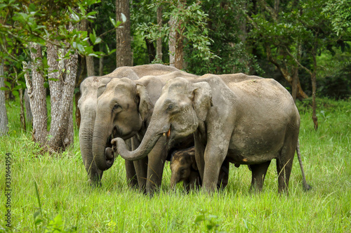 Canvas Print Asian Elephant Herd