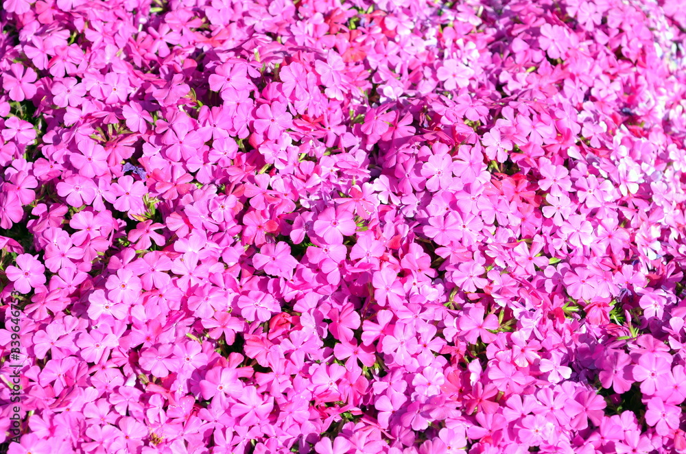 Fototapeta premium Hintergrund knallrosa Blütenteppich