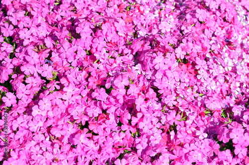Fototapeta Naklejka Na Ścianę i Meble -  Hintergrund knallrosa Blütenteppich