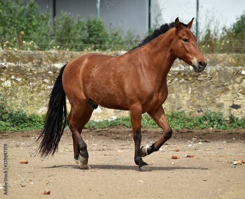 spanish beautiful horse on the field © alberto