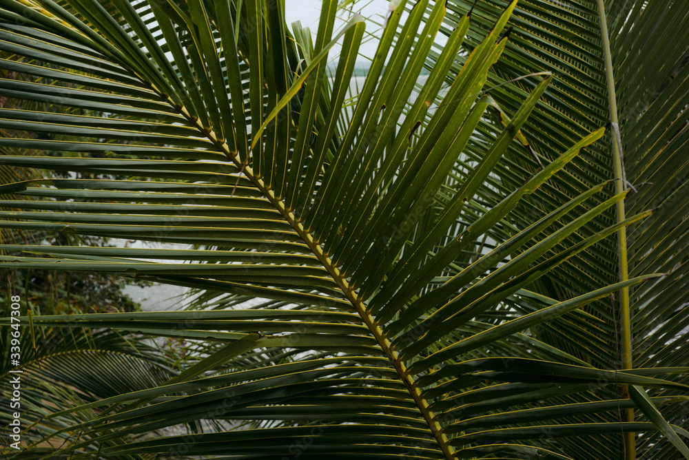 Obraz premium Palm Tree Leaves 