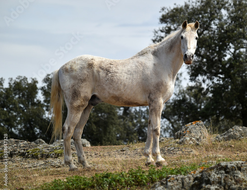 spanish beautiful horse on the field © alberto
