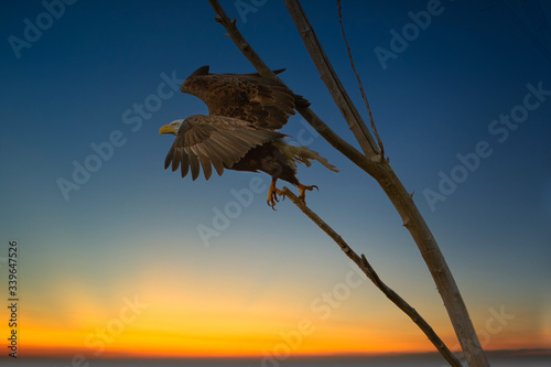 2020-04-13 BALD EAGLE IN FLIGHT AT THE LAKE SAMMAMISH STATE PARK IN ISSAQUAH WASHINGTON  photo