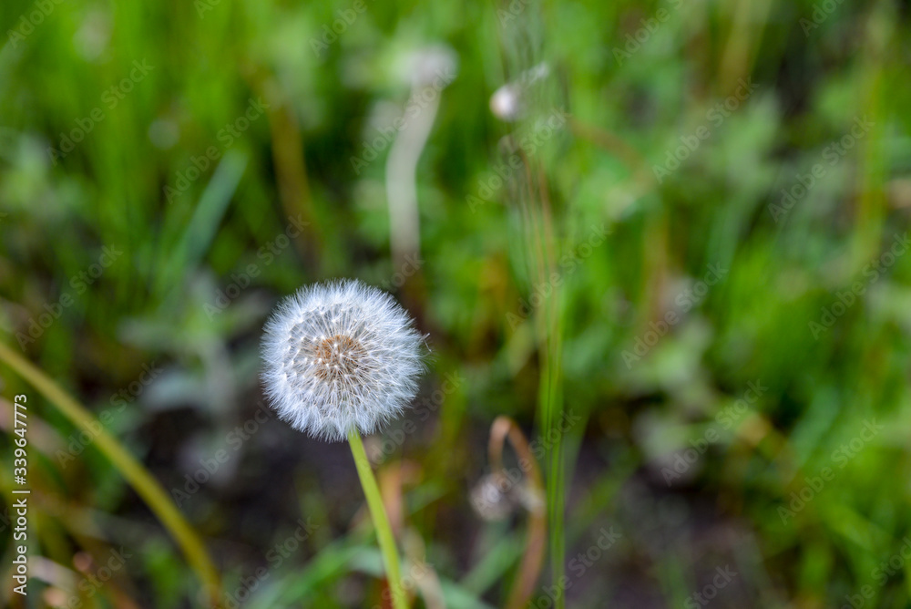 Dandelion seeds in the morning sunlight on the green background. Defocus in the background. Dandelion seeds in the morning sunlight on the green background. Defocus in the background.