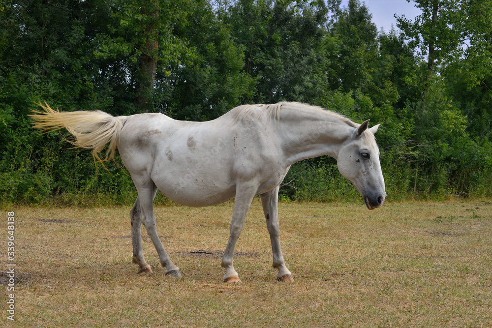 Un cheval à la robe blanche fait un défilé de style Un cheval à la robe blanche fait un défilé de style