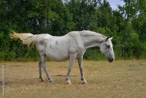 Un cheval    la robe blanche fait un d  fil   de style