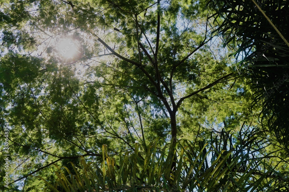 Fototapeta premium Contra o sol