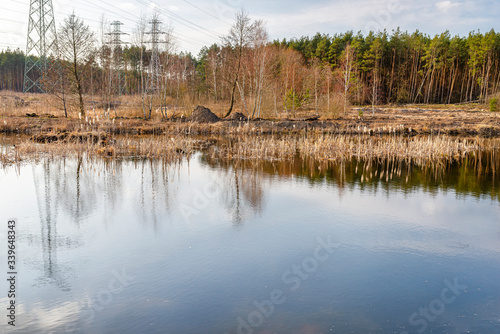 A small pond in the forest with a visible reflection of the sky on the water surface and overgrown with rushes. 