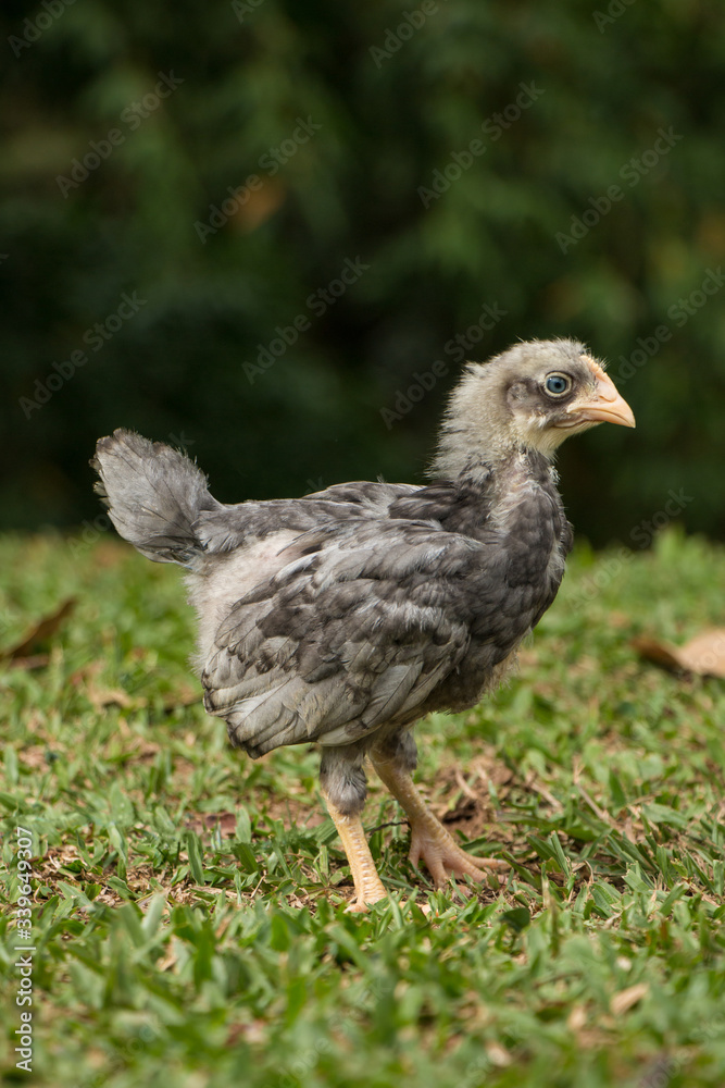 baby chicken in the grass baby chicken in the grass