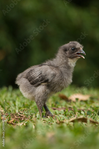 baby chicken in the grass