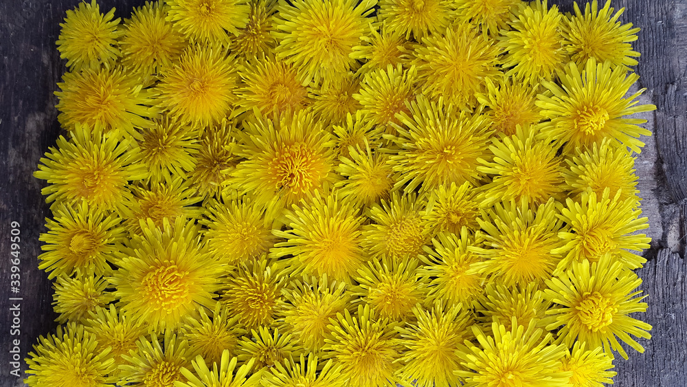 Dandelions. Background made of dandelion flowers. Creative background. Postcard. Banner. Yellow floral background. Background of dandelion flowers Dandelions. Background made of dandelion flowers. Creative background. Postcard. Banner. Yellow floral background. Background of dandelion flowers