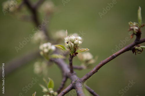 White flower buds © Intothelight Photo