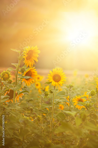 field of sunflowers and sunset