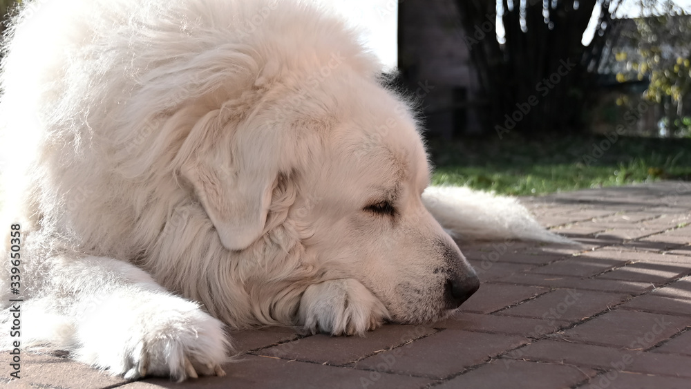 Pyrenean Mountain dog   lying in the sun on the garden 