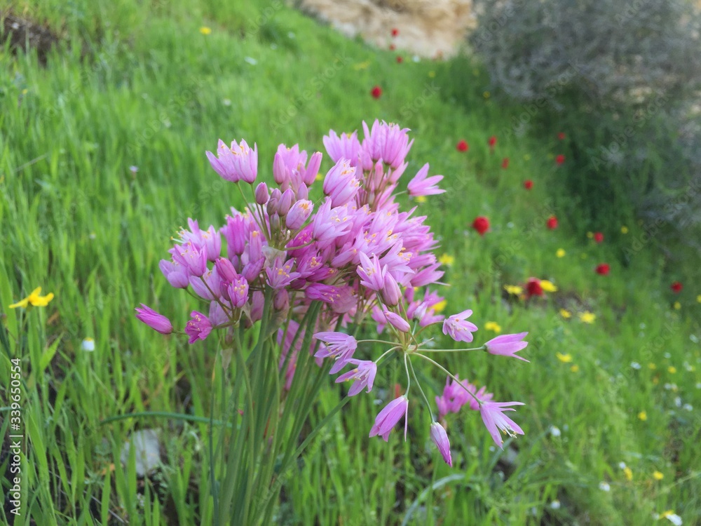 Obraz premium pink flowers in the meadow