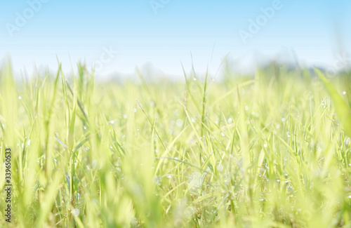 Close up of fresh morning dew droplets on green spring grass with blue sky. Bright outdoors blurred background.