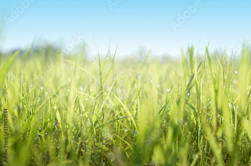 Close up of fresh morning dew droplets on green spring grass with blue sky. Bright outdoors blurred background.