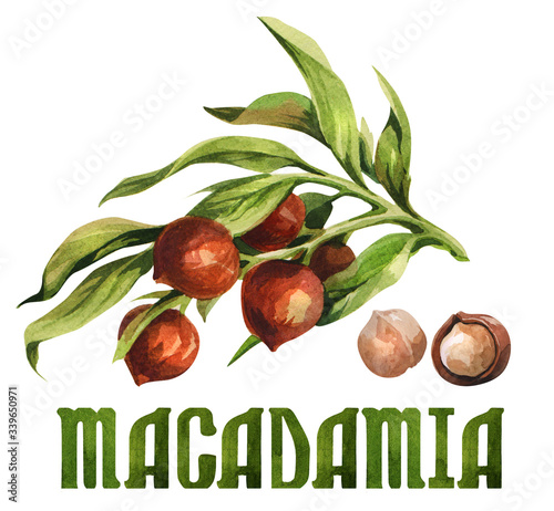 Macadamia nuts set. Watercolor hand-drawn illustration on white background.