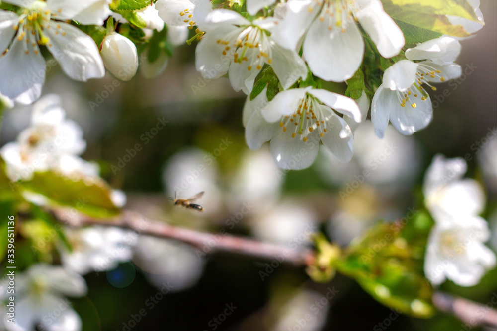 Kirschblüte Kirschblüte