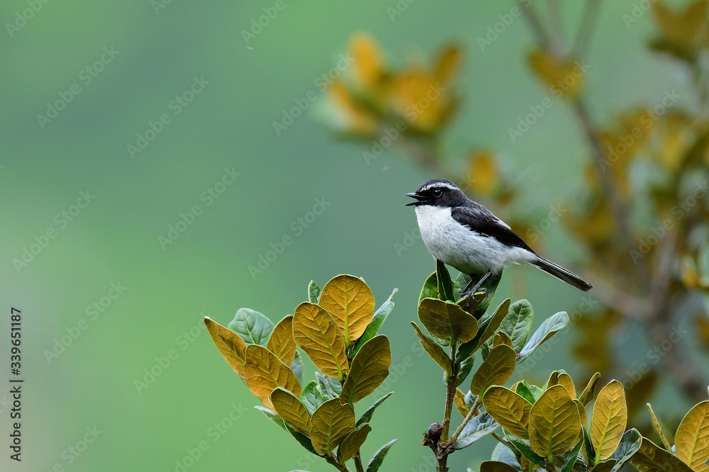 Obraz premium Himachal Bird