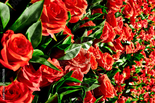 Flower wall  lots of roses