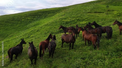 Aerial View. Drone flight over big grass field during a sunset, herd of wild horses. Top View.