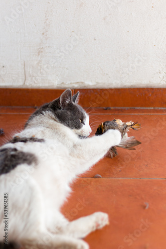 The momment when wild little bird get caught by domestic cat. photo