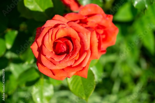 Tree rose flower blooming in the nature or garden. Slovakia