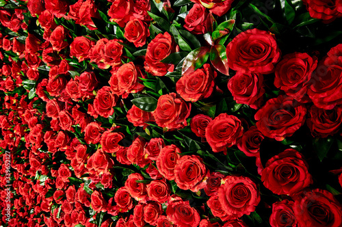 Flower wall  lots of roses