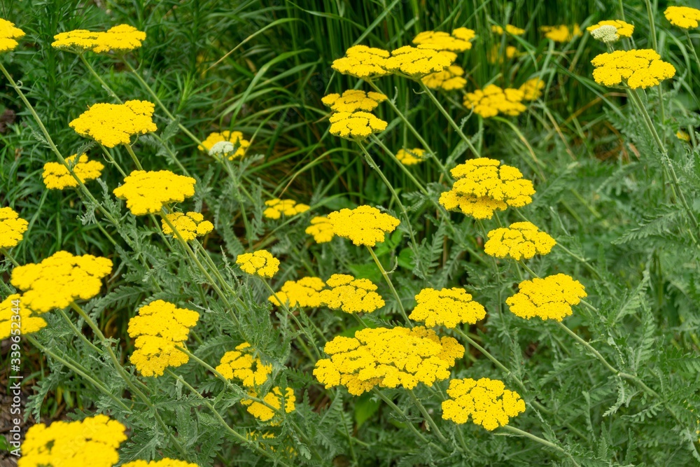 Colorful meadow flowers in grass in nature or in the garden. Slovakia