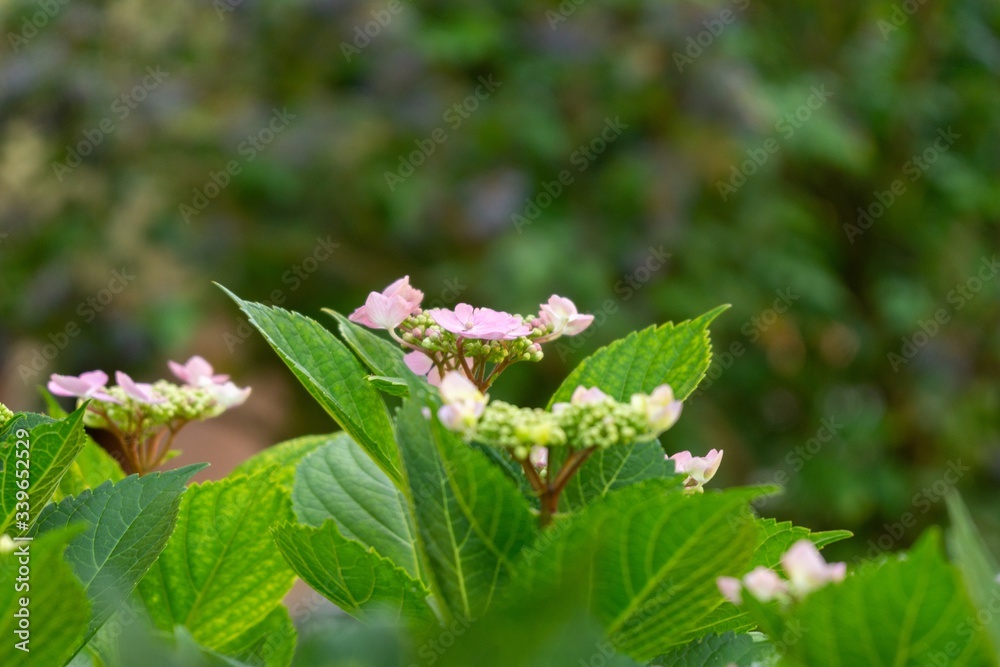 Naklejka premium Colorful meadow flowers in grass in nature or in the garden. Slovakia