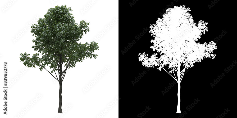 Fototapeta Front view of tree (Tilia) png with alpha channel to cutout 3D rendering