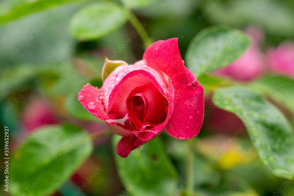 Tree rose flower blooming in the nature or garden. Slovakia Tree rose flower blooming in the nature or garden. Slovakia