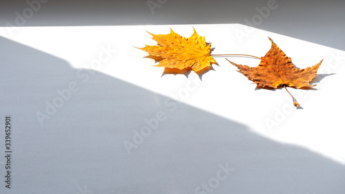 Two orange Maple leaves close-up on the windowsill and the shadow of the window I have a clear sunny day. Space for text.