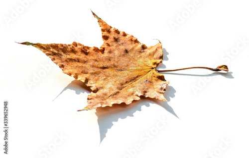 Orange maple leaf close-up on a white background.