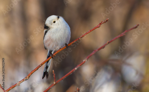 Long-tailed tit, Aegithalos caudatus. Sunny winter morning, a bird flies from branch to branch in search of food