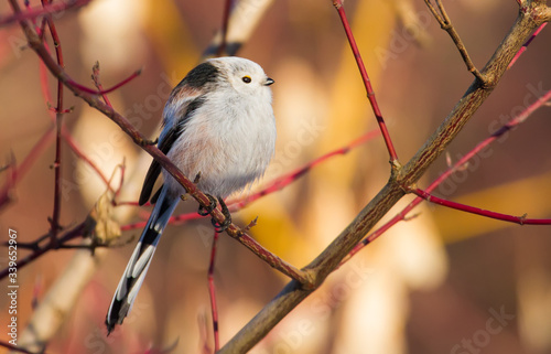 Long-tailed tit, Aegithalos caudatus. Sunny winter morning, a bird flies from branch to branch in search of food