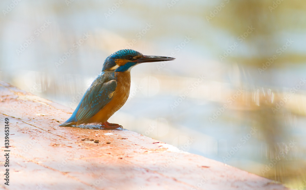 Obraz premium Alcedo atthis, kingfisher. Early in the morning, a bird sits on a bridge for fishermen by the river, looks into the water, waits until a small fish appears