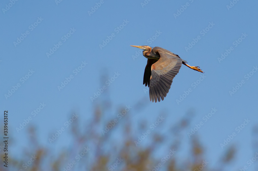 Obraz premium Purple heron, Ardea purpurea. Bird in flight