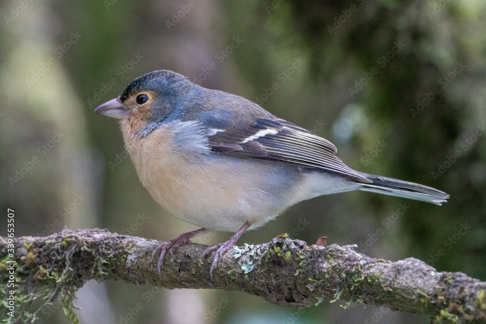 Naklejka premium Common chaffinch.