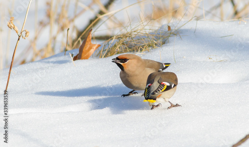 Waxbird, Bombycilla garrulus. Winter sunny morning, the birds sits in the snow