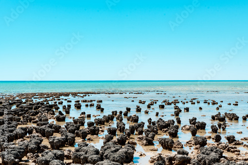 Stromatolites of Hamelin Pool in Shark Bay - oldest living fossils on Earth. World Heritage Site in Western Australia