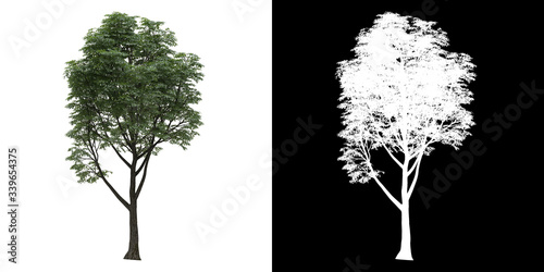 Front view of tree (Tilia) png with alpha channel to cutout 3D rendering