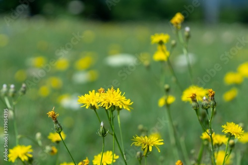 Colorful meadow flowers in grass in nature or in the garden. Slovakia