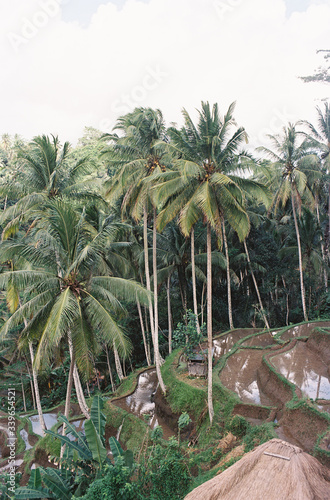 palm trees in bali